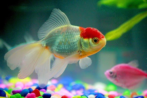 Tri-benh-cho-ca_1__ab7ff76a453b4b6cb37fd7c4dbcb9489_grande