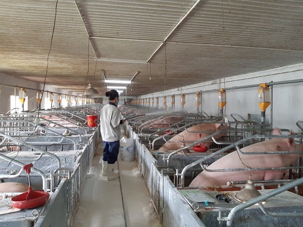 4 Bước Thiết Lập An Toàn Sinh Học Tại Các Trại Heo_ Công Ty Á Châu_ 0972502979