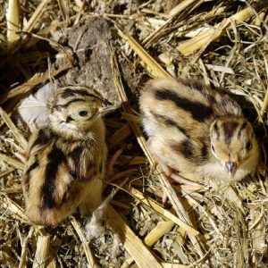 7 Nguyên Tắc Vàng Nuôi Chim Trĩ Thành Công_ Công Ty Á Châu_ 0972502979