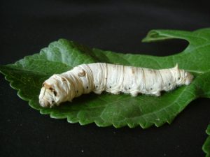 Áp Dụng Kỹ Thuật Nuôi Tằm Mang Lại Hiệu Quả Kinh Tế Cao_công Ty Á Châu_0972502979