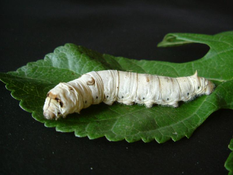 Áp Dụng Kỹ Thuật Nuôi Tằm Mang Lại Hiệu Quả Kinh Tế Cao_công Ty Á Châu_0972502979