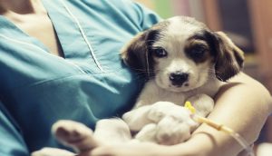 Bệnh Cúm Chó Là Gì Từ A- Z Về Bệnh Cúm Chó_ Công Ty Á Châu_ 0972502979