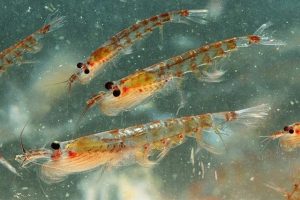 Bột Nhuyễn Thể Mang Lại Hiệu Quả Cao Trong Các Thử Nghiệm Về Thức ăn_ Công Ty Á Châu_ 0972502979