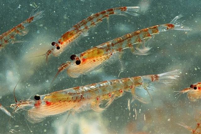 Bột Nhuyễn Thể Mang Lại Hiệu Quả Cao Trong Các Thử Nghiệm Về Thức ăn_ Công Ty Á Châu_ 0972502979