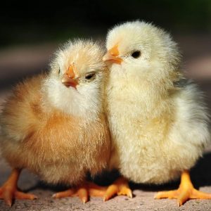 Các Giai đoạn Quan Trọng Trong Dinh Dưỡng Gà Con Giai đoạn đầu_ Công Ty Á Châu_ 0972502979