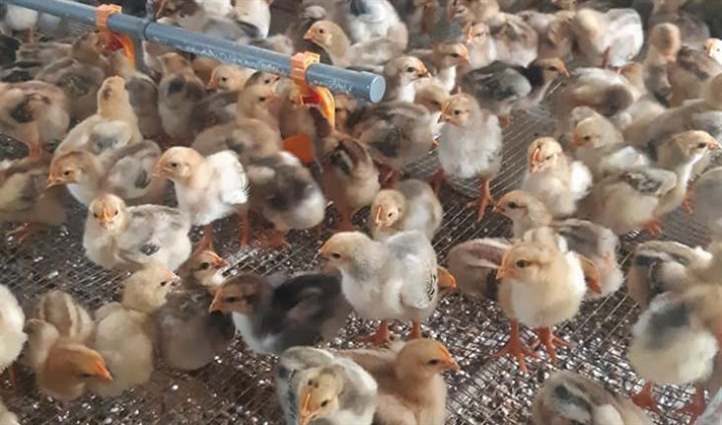 Cách Chủng đậu Cho Gà Con_công Ty Á Châu_0972502979