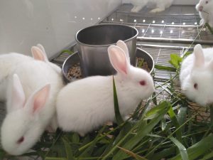 Cách Lựa Chọn Các Giống Thỏ Tốt_công Ty Á Châu_0972502979