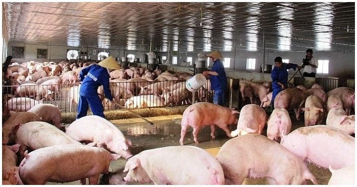 Cách Phòng Và Trị Bệnh Ngoại Kí Sinh Trùng ở Heo_công Ty Á Châu_ 0972502979