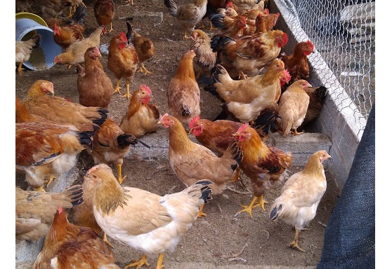 Cách Tiếp Cận Toàn Diện để Nuôi Gà Thịt Trong điều Kiện Stress Nhiệt_công Ty Á Châu_0972502979