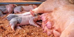 Cải Thiện Tình Trạng Thiếu Sắt ở Lợn Con_ Công Ty Á Châu_ 0972502979