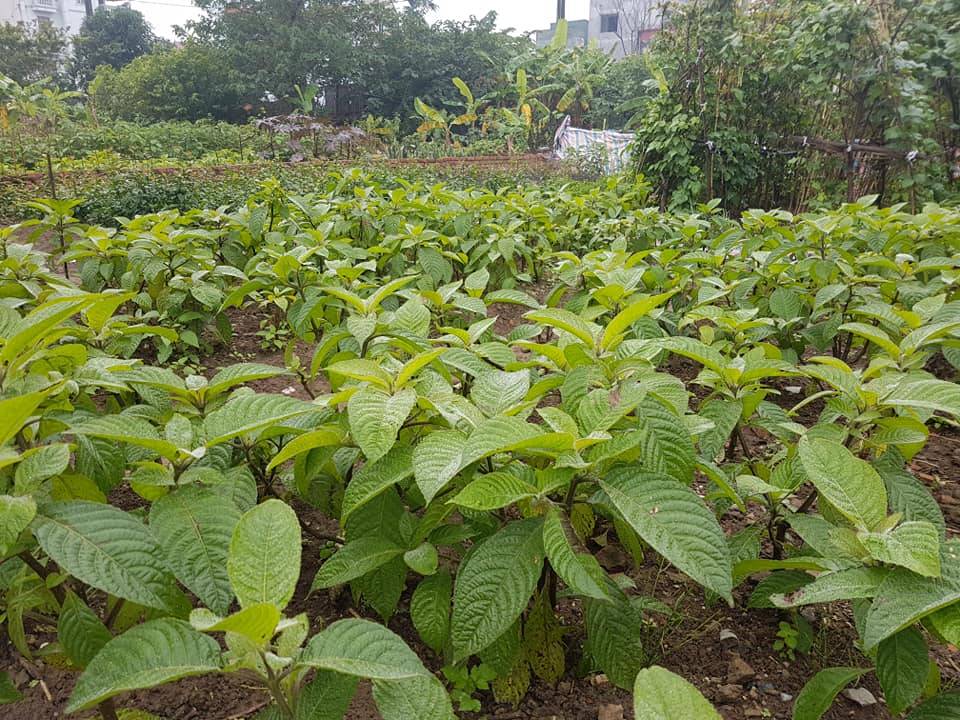 Cây Trichathera Làm Thức ăn Chăn Nuôi_ Công Ty Á Châu_ 0972502979