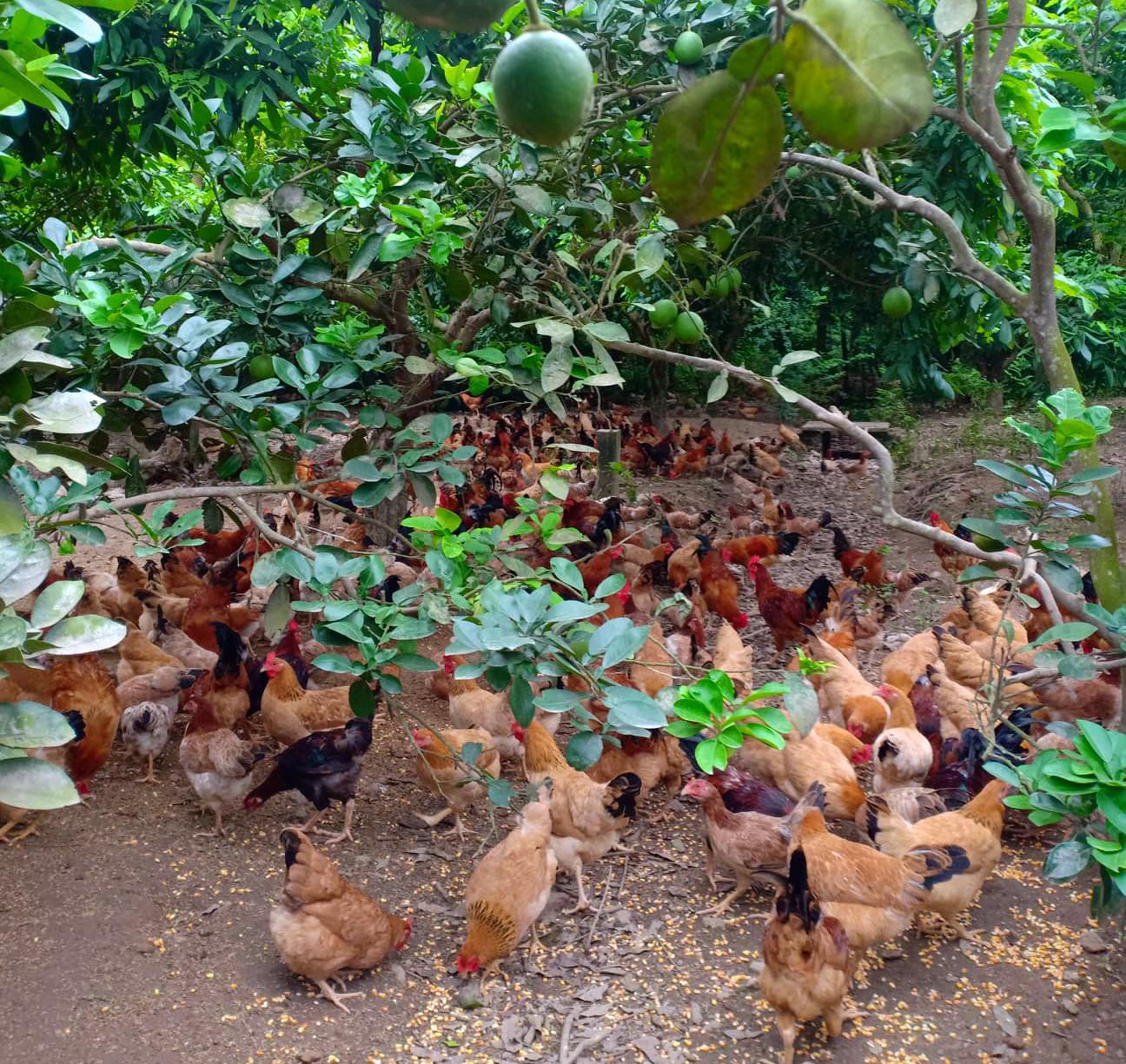 Chăn Nuôi Gà Hữu Cơ_công Ty Á Châu_0972502979