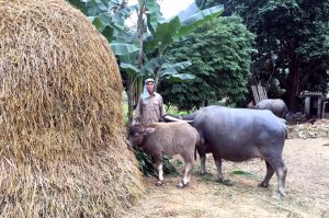 Chủ động Dự Trữ Thức ăn Cho Gia Súc Trong Mùa đông_công Ty Á Châu_0972502979