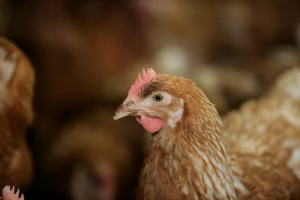 Côn Trùng Có Thể Thay Thế đậu Tương Trong Thành Phần Thức ăn Gia Cầm_ Công Ty Á Châu_ 0972502979