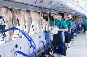 Công Nghệ Carbon Hữu Cơ Xử Lý Triệt để Mùi Hôi Trong Chăn Nuôi_công Ty Á Châu_0972502979