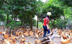 Độc đáo Mô Hình Gà Nòi ăn Lá Thuốc đinh Lăng_công Ty Á Châu_0972502979