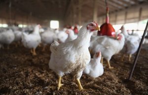 Đồng Bộ Giải Pháp Phòng, Chống Bệnh Cúm Gia Cầm_ Công Ty Á Châu_ 0972502979