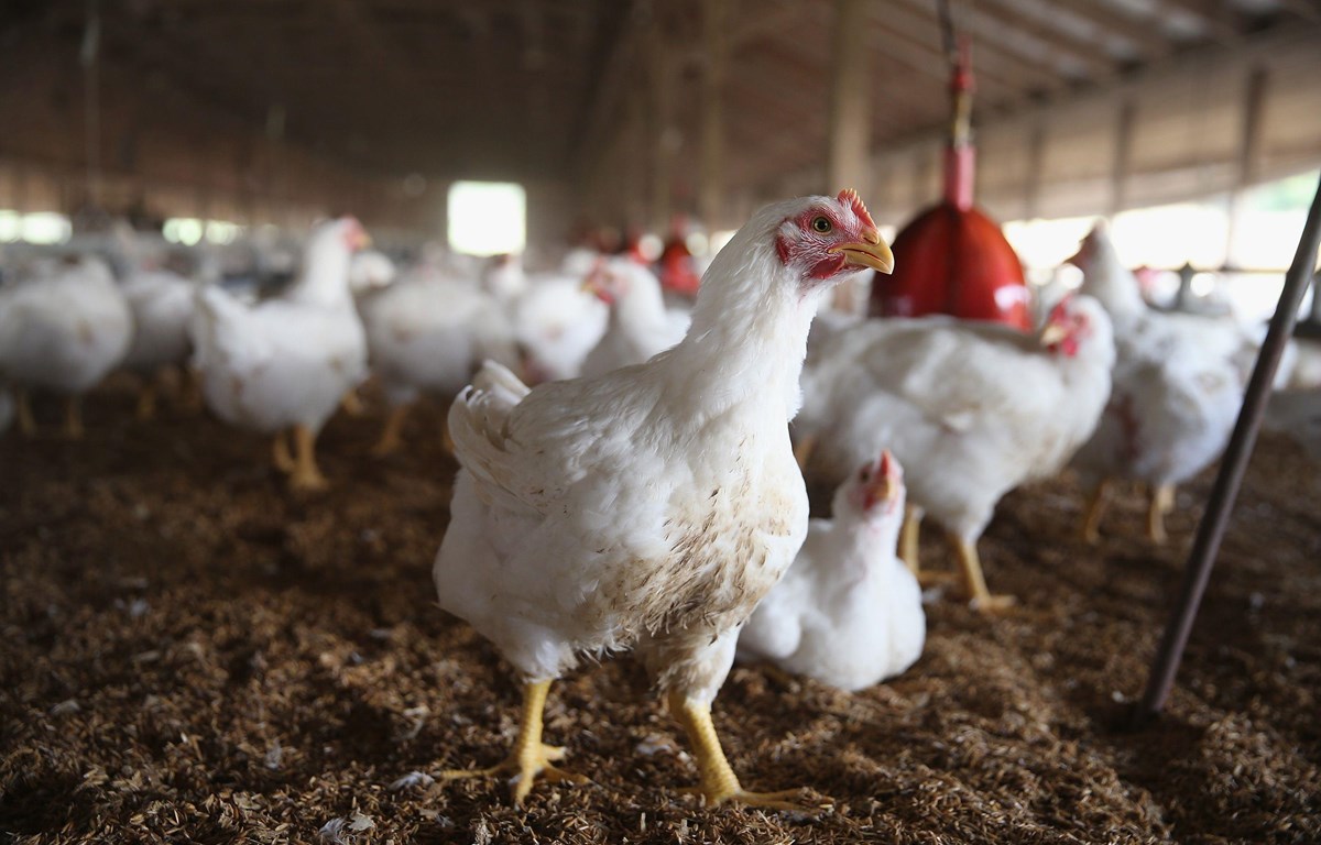 Đồng Bộ Giải Pháp Phòng, Chống Bệnh Cúm Gia Cầm_ Công Ty Á Châu_ 0972502979