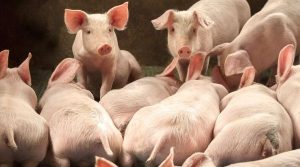 GiÁ Heo HƠi NgÀy 1511-tÁi NhuỘm SẮc ĐỎ_công Ty Á Châu_0972502979