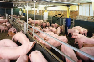 GiÁ Heo HƠi NgÀy 18-11 ThỊ TrƯỜng ĐỨng GiÁ_ Icông Ty Á Châu_0972502979