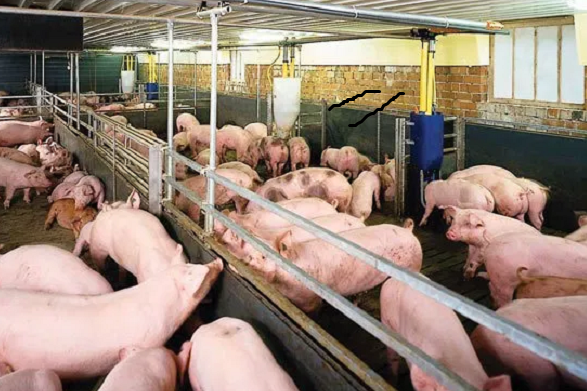 GiÁ Heo HƠi NgÀy 18-11 ThỊ TrƯỜng ĐỨng GiÁ_ Icông Ty Á Châu_0972502979