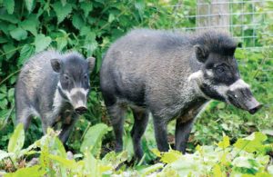 Giống Lợn Xấu Và Hiếm Nhất Hành Tinh_công Ty Á Châu_0972502979