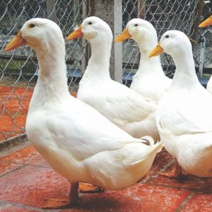 Hội Chứng Lật Ngửa Và Giảm đẻ Trên Vịt Do Virus Tembusu_công Ty Á Châu_0972502979