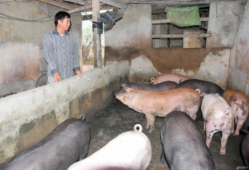 Khai Thác Và Phát Triển Nguồn Gen Lợn Xao Va Tại Tỉnh Nghệ An_ Công Ty Á Châu_ 0972502979