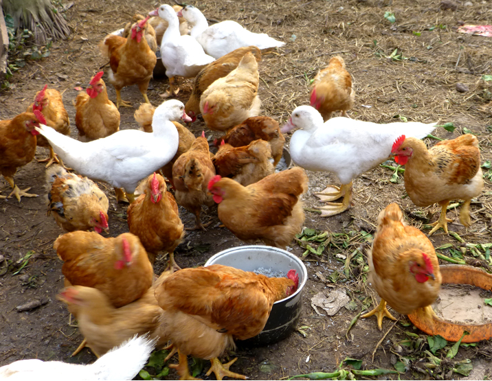 Kháng Sinh Và Thuốc Cầu Trùng_công Ty Á Châu_0972502979