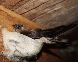 Không được Nuôi Chim Yến Ngoài Vùng Quy Hoạch_công Ty Á Châu_0972502979