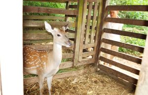 Kỹ Thuật Chăn Nuôi Hươu Con_ Công Ty Á Châu_ 0972502979