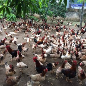 Kỹ Thuật Nuôi Gà Mía Và Phòng Bệnh Bằng Thảo Dược_công Ty Á Châu_0972502979