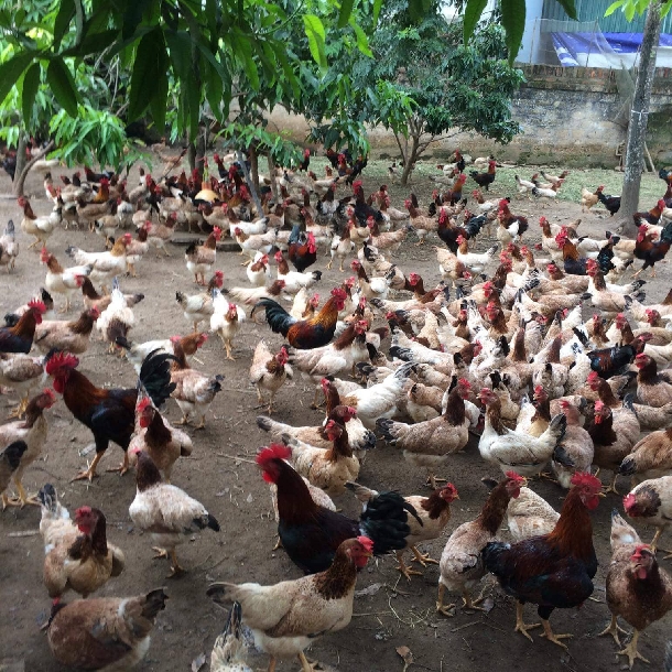 Kỹ Thuật Nuôi Gà Mía Và Phòng Bệnh Bằng Thảo Dược_công Ty Á Châu_0972502979