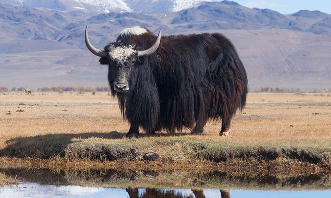 Loài Bò Biểu Tượng Tây Tạng Nặng 1.000 Kg, Chịu Lạnh âm 40 độ C_ Công Ty Á Châu_ 0972502979