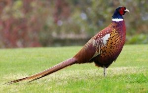 Mô Hình Nuôi Chim Trĩ Bố Mẹ Siêu Mắn đẻ_công Ty Á Châu_0972502979