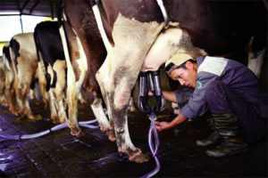 Một Số Biện Pháp Giúp Hạn Chế Tình Trạng Nhiễm Vi Sinh Sữa_công Ty Á Châu_0972502979