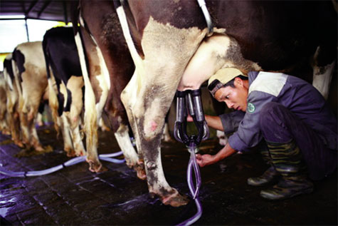 Một Số Biện Pháp Giúp Hạn Chế Tình Trạng Nhiễm Vi Sinh Sữa_công Ty Á Châu_0972502979