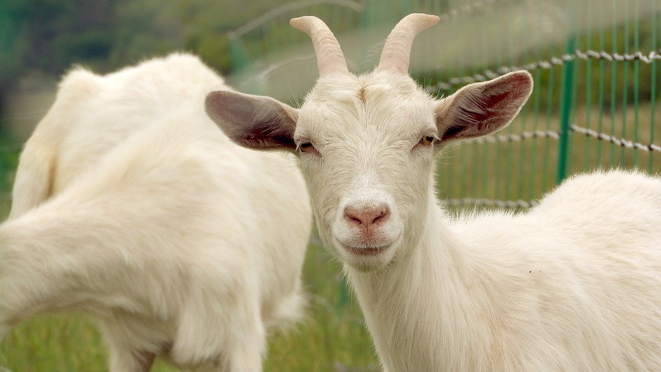 Một Số Kỹ Thuật Thú Y ở Dê_công Ty Á Châu_0972502979