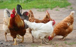 Nhà Chăn Nuôi Gia Cầm Cần Biết Những Gì để Kiểm Soát Bệnh Cầu Trùng_công Ty Á Châu_0972502979