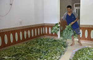 Nuôi Tằm Trên Nền Xi Măng_công Ty Á Châu_0972502979