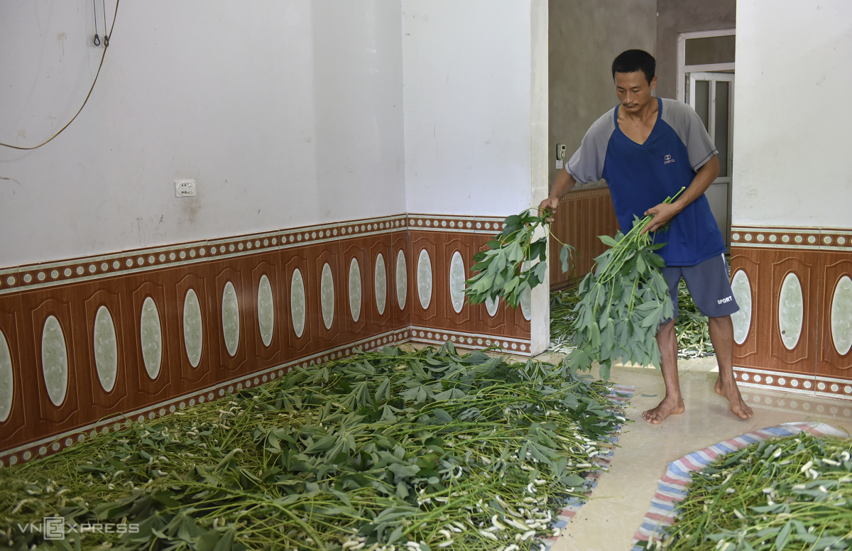 Nuôi Tằm Trên Nền Xi Măng_công Ty Á Châu_0972502979