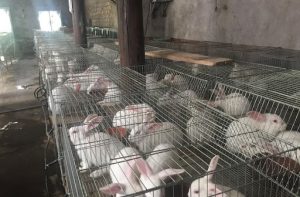 Nuôi Thỏ Bằng Thức ăn Công Nghiệp_ Công Ty Á Châu_ 0972502979