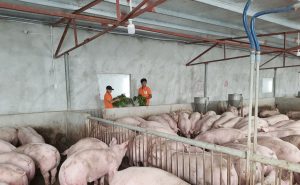 Phân Biệt Bệnh Gạo Lợn Và áp Xe Bã đậu Lành Tính_công Ty Á Châu_0972502979