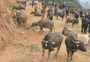 Phòng Trừ Bệnh Ký Sinh Trùng đường Máu Cho Trâu, Bò, Ngựa_công Ty Á Châu_0972502979