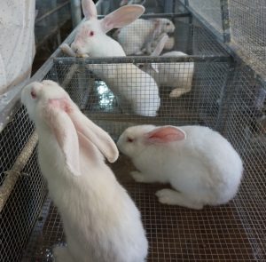 Phương Pháp Nhân Giống Thỏ_công Ty Á Châu_0972502979