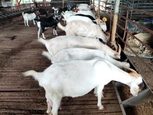 Quy Trình Kỹ Thuật Nuôi Dê Lấy Sữa Hiệu Quả Cao_công Ty Á Châu_0972502979