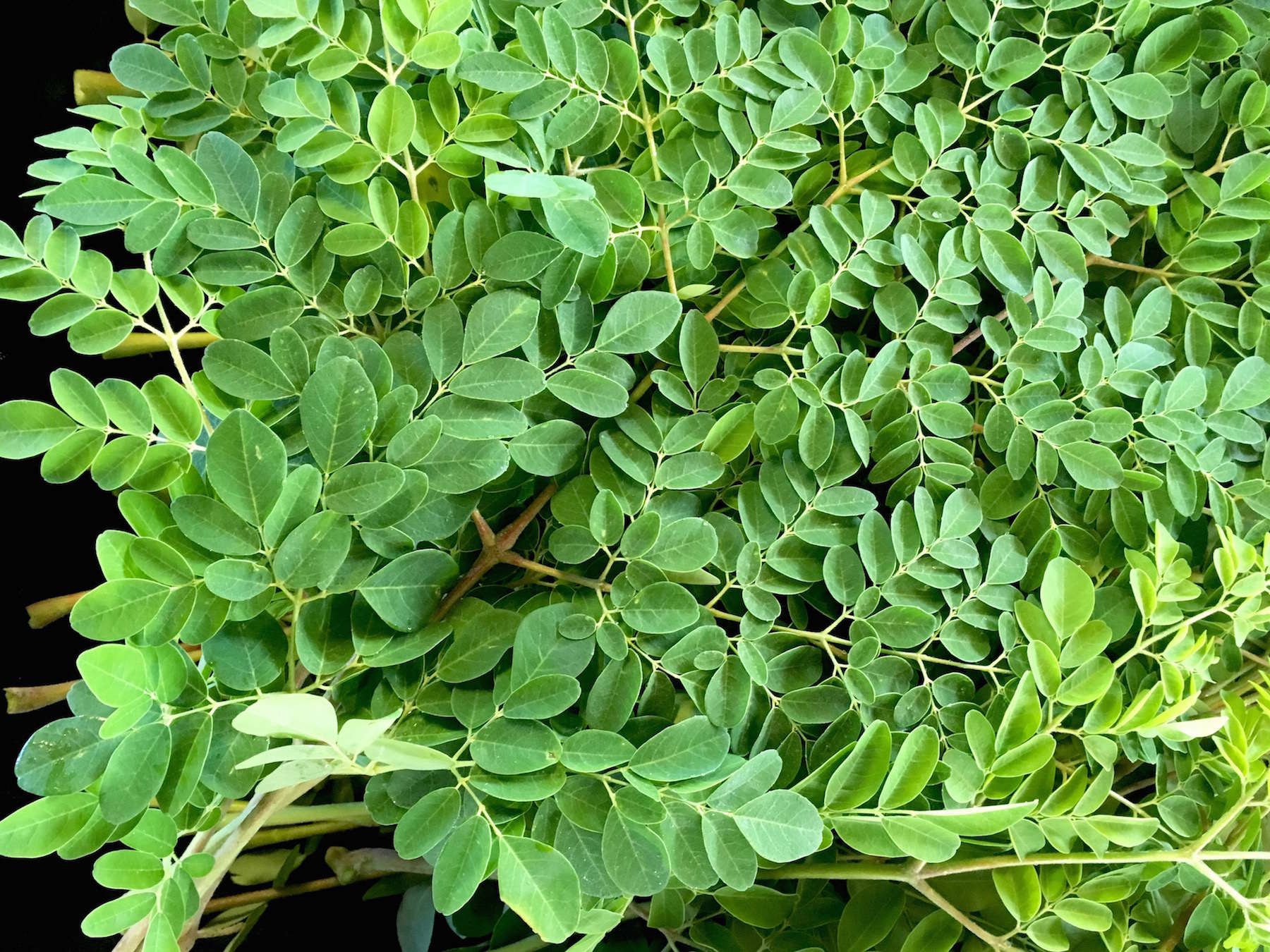 Sử Dụng Chùm Ngây Làm Thức ăn Cho Thỏ_công Ty Á Châu_ 0972502979
