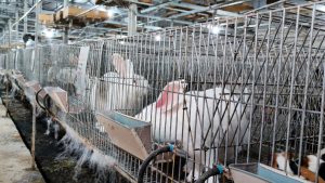 Thu Nhập Khá Nhờ Nuôi Thỏ Kết Hợp Giun Quế_công Ty Á Châu_0972502979