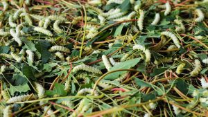 Triển Vọng Từ Mô Hình Nuôi Tằm ăn Lá Sắn_công Ty Á Châu_0972502979