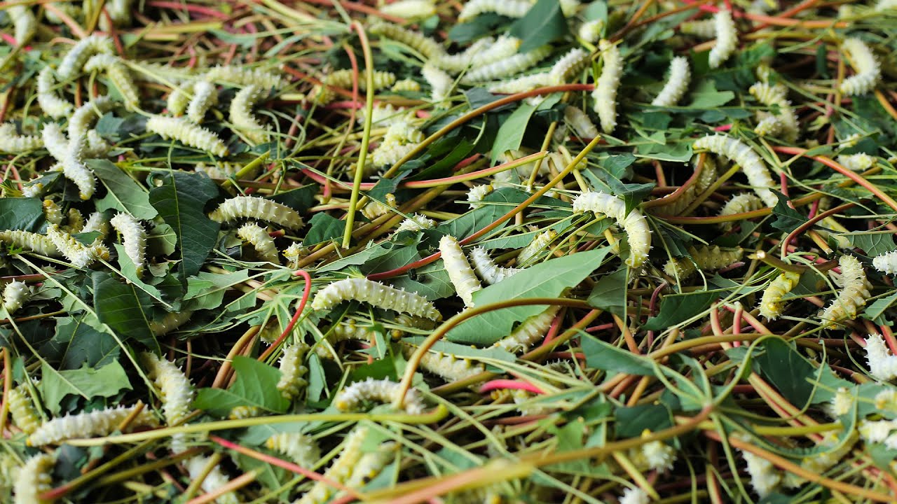 Triển Vọng Từ Mô Hình Nuôi Tằm ăn Lá Sắn_công Ty Á Châu_0972502979